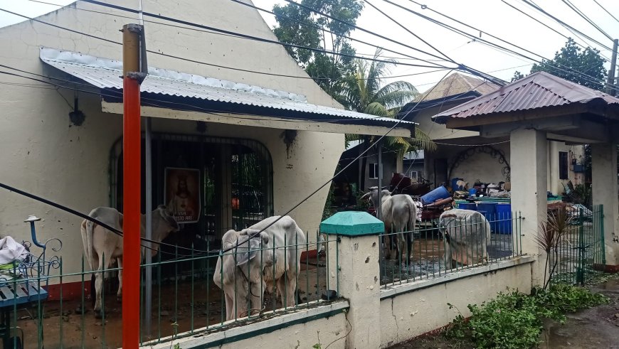 KITAEN| Tapnu masalbar dagiti taraken a baka dagiti mannalon ti Brgy. Gongogong, San Ildefonso, Ilocos Sur pansamantala nga inyapon da iti sango ti kapilya ti Brgy.