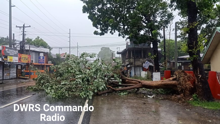 KITAEN| Saan a passable ti maysa a lane ti NHW sakopen ti San Clemente, Magsingal gapu ti natwang a puon ti gemelina.