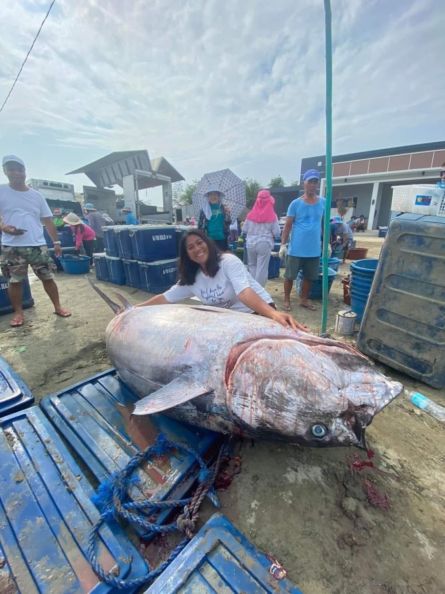 Nakurang 300 kilos nga BIG TUNA naala ti naswerte a mangngalap nga agnaed jay Brgy. Alangan, Magsingal, Ilocos Sur